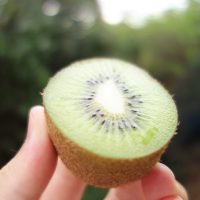 キウイの糖度を測ってみました